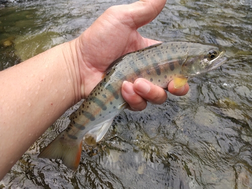 ヤマメの釣果