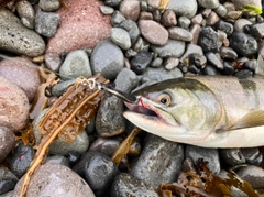 カラフトマスの釣果