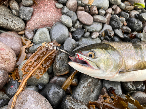 カラフトマスの釣果