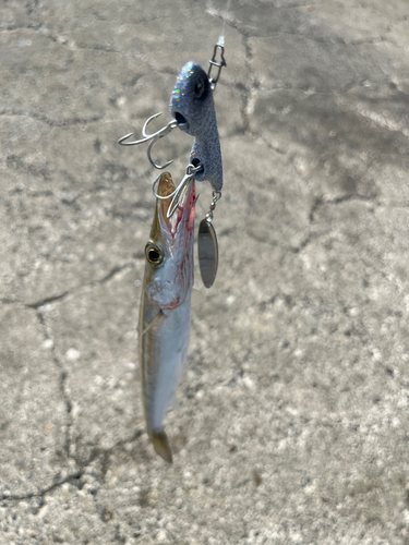 カマスの釣果