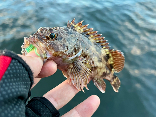 ガシラの釣果