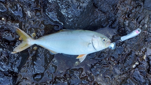 ショゴの釣果