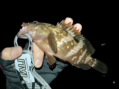 アコウの釣果