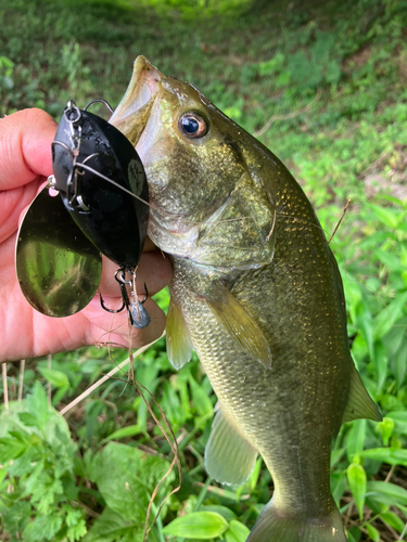 ラージマウスバスの釣果