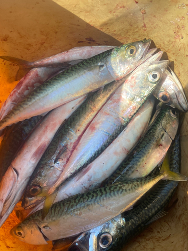 サバの釣果