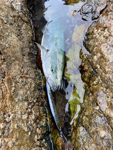 イナダの釣果