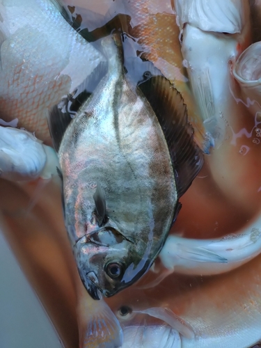 オキアジの釣果