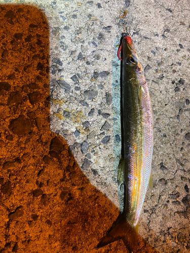 カマスの釣果