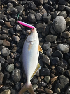 ショゴの釣果