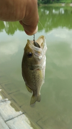 ラージマウスバスの釣果