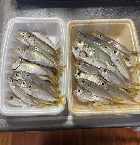 アジの釣果