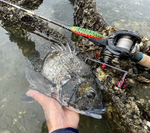 クロダイの釣果