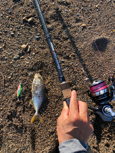 ショゴの釣果