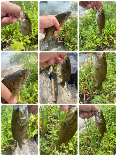 スモールマウスバスの釣果