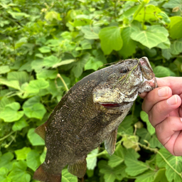 スモールマウスバス