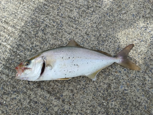 カンパチの釣果