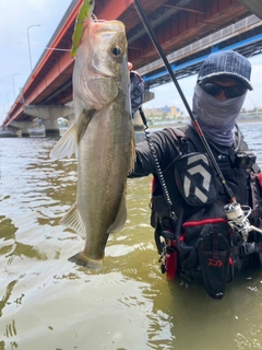 シーバスの釣果