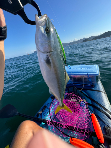 イナダの釣果