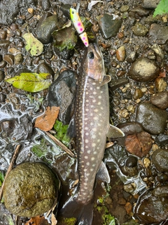 アメマスの釣果