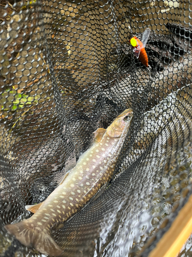 アメマスの釣果