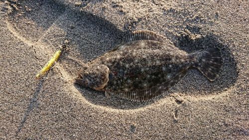 ヒラメの釣果