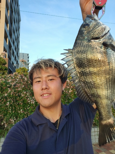 クロダイの釣果