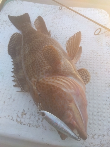 オオモンハタの釣果