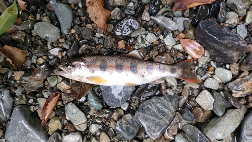 アマゴの釣果