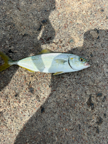 ツバスの釣果