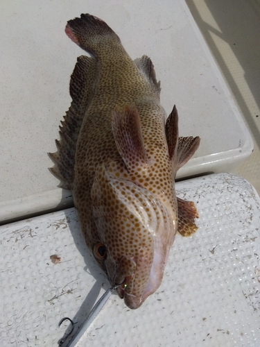 オオモンハタの釣果