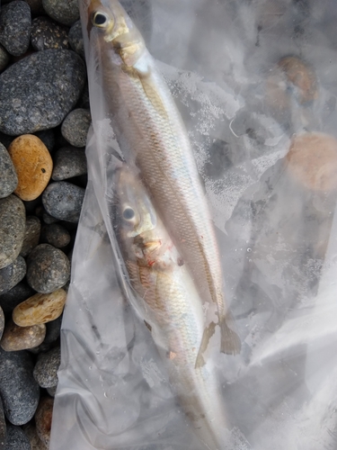 シロギスの釣果