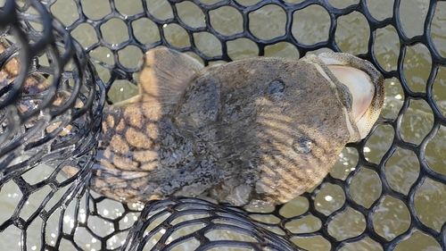 マゴチの釣果