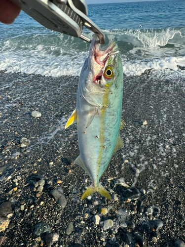 ワカシの釣果