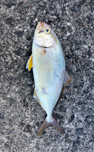 ショゴの釣果