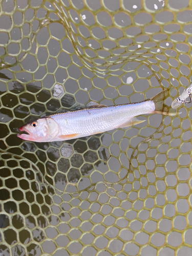 ハスの釣果