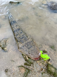 マゴチの釣果