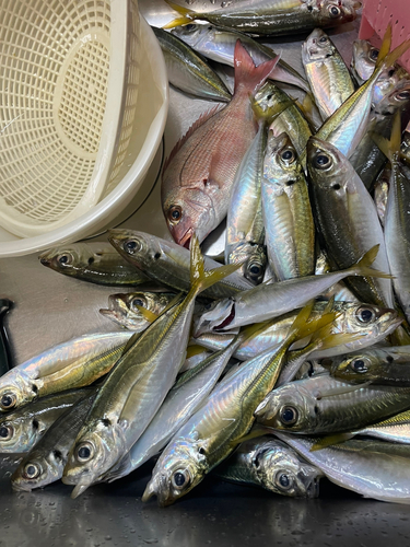 マアジの釣果