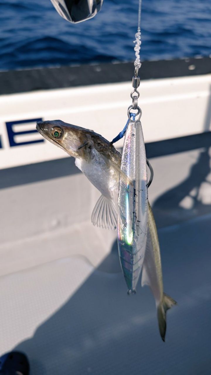 🎣みやもん🎣さんの釣果 3枚目の画像