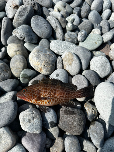 オオモンハタの釣果