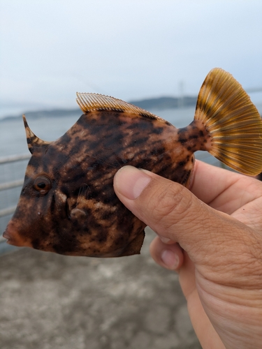 カワハギの釣果