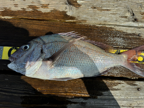 タイの釣果