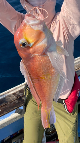 アマダイの釣果