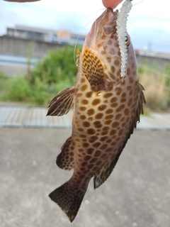 オオモンハタの釣果