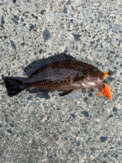 オオモンハタの釣果