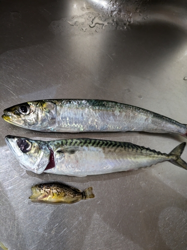 イワシの釣果