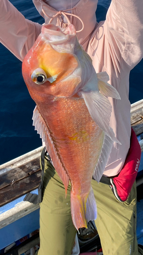 アマダイの釣果