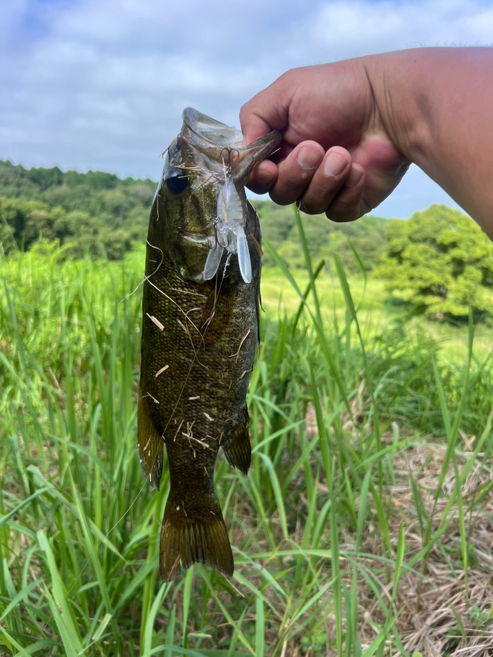 スモールマウスバス