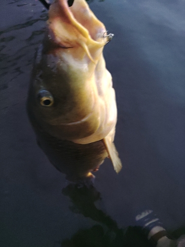 コイの釣果