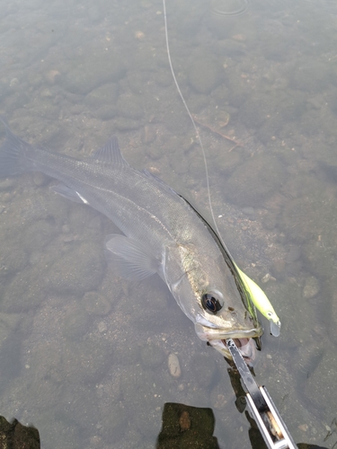 シーバスの釣果