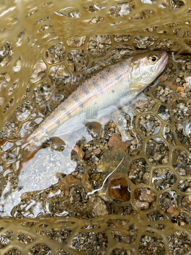 ヤマメの釣果